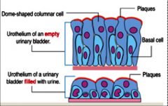 tissue actually compresses and the cells become stretched, and they appear to be flat, irregular, and squamous.