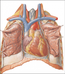 -brachiocephalic veins
-arch of aorta
-vagus nerves
-phrenic nerves
-left recurrent laryngeal nerve