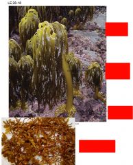 Identify the Thallus, Hold Fast, Stipe, Blades, and Air bladders of this Brown Algae/Kelp: