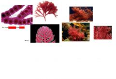 Identify a general red algae: