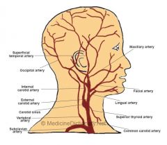 Lingual artery - supplies the tongue and associated structures.

Facial artery - supplies the muscles and skin of the face

Maxillary artery - supplies the temporomandibular joint and associated structures

Superficial temporal artery - supplies s...