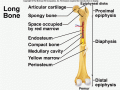 Skeletal changes in Paget's disease of the bone