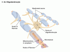 Myelin is a plasma membrane with a few glycoproteins—some are called myelin basic protein in CNS and protein P0 in the periphery.


 


The so called proteolipid protein (plp) holds together the stacks of membrane wrappings (it’s a very h...