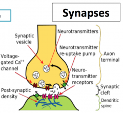 Neurons communicate with each other and with other cells at synapses.


 


Electrical synapses - action potential spreads directly from presynaptic to postsynaptic cell via passive diffusion through gap junctions. These are rare.


 


...