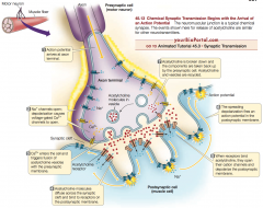Neurotransmitter is released when an action potential arrives at the axon terminal.


 


This causes the opening of voltage-gated Ca2+ channels in the presynaptic membrane.


 


Because the Ca2+ concentration is greater outside the cel...
