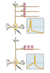 Because postsynaptic potentials decrease in strength as they spread from the site of the synapse, a synapse at the tip of a dendrite has less influence than a synapse on the cell body, near the axon hillock.


 


Excitatory and inhibitory po...