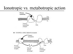 Ionotropic receptors (FAST) - ion channels themselves.


 


Neurotransmitter binding to an ionotropic receptor causes a direct change in ion movement across the plasma membrane of the postsynaptic cell.


 


These proteins enable fas...