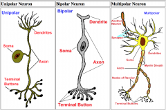 Monopolar (AKA unipolar) = sensory


 


1 process leaves the cell body. This single process then divides close to the cell body into a trunk to supply the branching dendrites for incoming signals and an axon for outgoing signals. Unipolar ne...