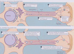 Some neurotransmitters, such as ACh, are synthesized in the axon terminal and packaged in vesicles.


 


The enzymes required for ACh biosynthesis, however, are produced in the cell body of the motor neuron and are transported along microtub...