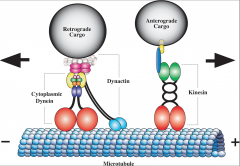 Fast Anterograde - kinesin, carries vesicles to terminals


 


Slow Anterograde - carries cytosolic/cytoskeletal elements for axon


 


Retrograde - dynein, carries viruses/toxins, rabies


 


The cell bodies synthesize the prote...