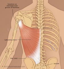 Latissimus Dorsi:
Nerve: Thoracodorsal nerve
Roots: C6-C7-C8
Trunk: Upper, Middle, and Lower
Cord: Posterior
Action: Shoulder extension, adduction, internal rotation
Test: Have the patient extend the shoulder with the arm fully adducted and intern...
