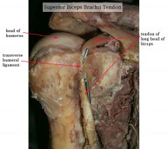 Yezzir! The tendon of the long head of the biceps brachii.

Is the tendon come in contact with synovial fluid?