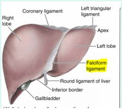 attaches liver to the anterior of the abdominal wall