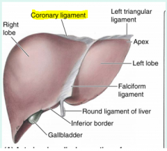 between superior pole of liver and inferior surface of diaphragm.