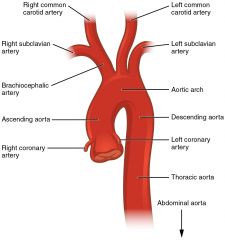 The subclavian arteries also branch off the aorta on the left, and the brachiocephalic trunk on the right, both laterally to the common carotids.