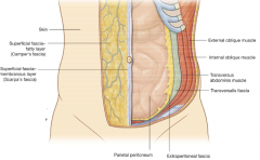 1. Skin 

2. Superficial Fascia

3. 3 Layers of anterior abdominal muscle

4. Transversalis Fascia

5. Extraperitoneal Fat
6. Peritoneum (parietal + visceral)