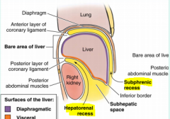 subphrenic recess: between diaphragm and liver. If infected, it can easily spread to pleural cavity
Hepatorenal recess: between liver and right kidney