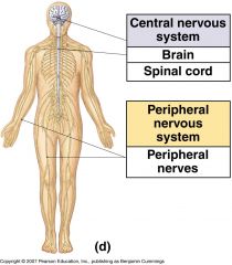Central Nervous System (CNS) - Brain + Spinal Cord


 


most cells of the nervous system are found in the CNS


 


sites of most information processing, storage, and retrieval


 


Information is transmitted from sensory cells to...
