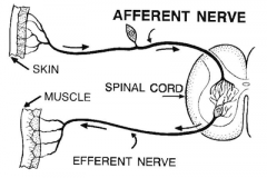 • Afferent neurons - carry sensory information into the nervous system. That information comes from specialized sensory neurons that convert various kinds of sensory stimuli (e.g., light, heat, pressure) into action potentials


 


• Eff...