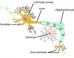 Non-neuronal cells in the nervous system that serve supportive functions


 


There is no connective tissue in the brain, glial cells are the surrounding tissues (not fibroblasts, no connective tissues).


 


There are many more glia t...