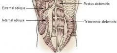 From superficial to deep:
1. External Oblique
2. Internal Oblique
3. Trasversus Abdominus


Lieing laterally, within their 'rectus sheath'

4. Rectus Abdominus