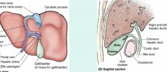 -between right and quadrate lobes
-fundus, body, and neck
-collects and concentrates bile; secrete via cystic ducts