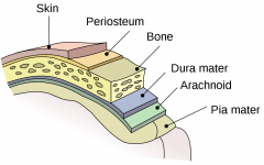 Periosteum


Skull


Dura Mater (dense connective tissue)


Arachnoid Mater (loose connective tissue)


CSF (in sub-arachnoid space)


Pia Mater (adherent to brain parenchyma)


Brain