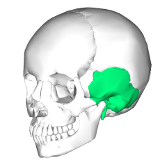 The left and right temporal bones comprise the base as well as the sides of the skill. Both bones contain glenoid fossa into which the mandible rests.