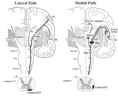 Synapses in either lamina 1 of the dorsal horn or in deep layers of the dorsal horn (layer V)

Lamina 1 contains projection neurons specific for pain, itch and temperature

Pain neurons project in a distinct tract via contralateral cord to thalam...