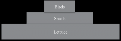 In case you can't see labels are birds, snails and lettuce. 