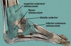 - strong bands which cross the anterior aspect of the ankle and binds the extensor tendons
 
- Superior Extensor Retinaculum & Inferior Extensor Retinaculum