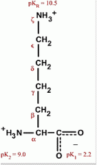 Lysine, Lys, K


 


Has a 4 methyl group in a row making it hydrophobic 


• Head poking out interacting with water while the chain is hiding inside the protein, called snorkeling 


• Head is different from rest of protein 


...