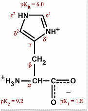 Histidine, His, H


 


Has an imidazole ring where resonance structure where the positive charge can change. It can lose it proton easily where it can take or lose easily 


 


Basic  


 


Side chains fully protonated at pH7...