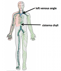 Collection place sitting on the abdominal cavity  deep in the abdominal cavity called Cisterna chyli

(Then from there, thoracic duct travels up and makes a bend then drains into the left venous angle)