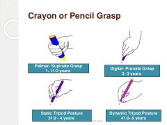 1. Cyllindrical or Palmar-Supinate Grasp, 1 to 1 1/2 years,
2. Digital or Digital-Pronate Grasp has no web. All fingers are on 1 side. Occurs 2 to 3 years,
3. Static Tripod or Modified Tripod is like painter holding brush for wide brush stroke...