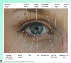 THE EYE & ITS ACCESSORY STRUCTURES
- The eyes are responsible for detecting visible light (400-700nm on electromagnetic spectrum). - The accessory structures of the eyes include the eyebrows, eyelids, eyelashes, lacriminal apparatus and the extrin...