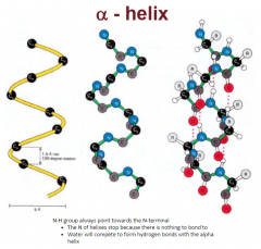 Intramolecular H-bonds stabilize the structure:


 


N-H group of residues i donates hydrogen back to C = O of residue i - 4, instead of H-bonding with water


 


Secondary structure


 


Each peptide bond posses a dipole moment ...