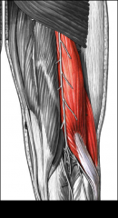 Hamstrings- Location: Posterior thigh muscles; Function: Flexis the knee; Composed of three muscles: Biceps femoris, Semitendinosus, and Semimembranosus.









 