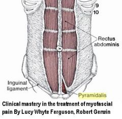 - Small triangular muscle
- Anterior to the rectus abdominis (enclosed in rectus sheath)
- Supports ab wall muscle but not a large function