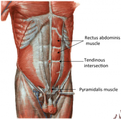 1. Vertical Fibre Arrangement


2. Pubic symphisis and pubic crest origins


3. Xyphoid process and costal cartilage insertions


4. Has tendonous insertions in between to make the muscles short and therefore much stronger whilst still allowing th...