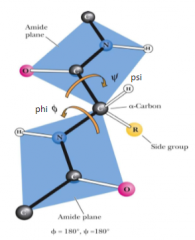 Dictate the secondary protein structures  


(alpha helix/beta sheets), thus  those angles define secondary structures 


 


The angle about the C alpha - N bond is denoted by the Greek letter phi and that about the C alpha - C is denot...