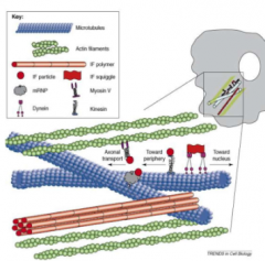 Actin


 


Microfilaments


 


Intermediate filaments


 


they are long rod-like structures 


 


vesicles are carried onto cytoskeletons  


 


Help move vesicles around (from ER togolgi) 


 


Motor prot...