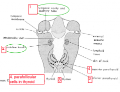 Third pouch – The cells in the ventral part of each pouch cells migrate into the
anterior mediastinum to form the thymus. Cells from the dorsal part of each pouch
migrate into the neck forming the inferior parathyroid glands

Fourth pouch – ...
