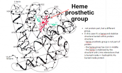 Richest source of it: muscles of aquatic vertebrates like whales.


 


First protein experimented for X-ray crystallography in 1958


 


'Box' for a heme group: heme binds oxygen, protein stores it until required for metabolic oxidatio...