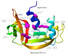 Chain-cutting enzyme, cleaves the polyribonucleotide chains of RNA but not DNA


 


Taco-shaped molecule with active site in crevice running across the molecule


 


Has significant segments of beta-sheet and alpha-helix


 


Fou...
