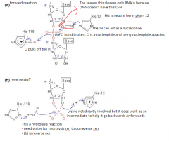 1) N on His12 has on proton, thus acts as nucleophile and pulls H+ from ribose hydroxyl group 


 


2) the O has 2 e- now since deprotonated and forms H-bond with phosphate 


 


3) now this O (from phosphate group) takes proton from...