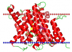Found in bacteria 


 


Almost 100% alpha helix 


 


Dynamic as it open and closed, bringing uracil in and out 


 


14 transmembrane protein sections  


 


Uracil is bound in middle, H exists in number of states: 
...
