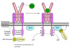 Bind insulin -> change conformation of protein -> transmit info -> activate the kinase and it puts phosphate groups on tyrosine 


 


Made of 4 subunits 


 


Linked together by disulphide bonds 