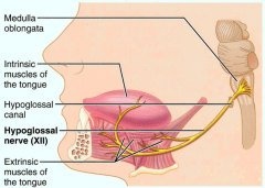 cranial nerve 12: hypoglossal nerve (brainstem)