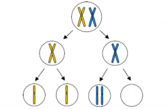 the failure of homologous
chromosomes to segregate properly in meiosis